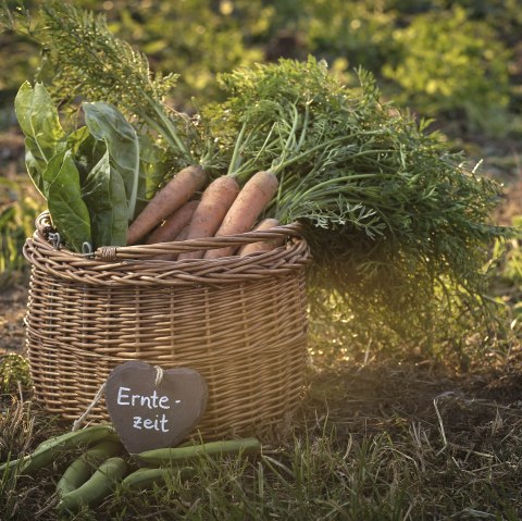 Marché hebdomadaire, © REMET