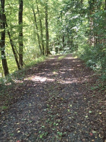 Un chemin étroit à travers une forêt verte avec beaucoup de lumière et d'ombre. La route est bordée de feuillage et invite à une promenade.