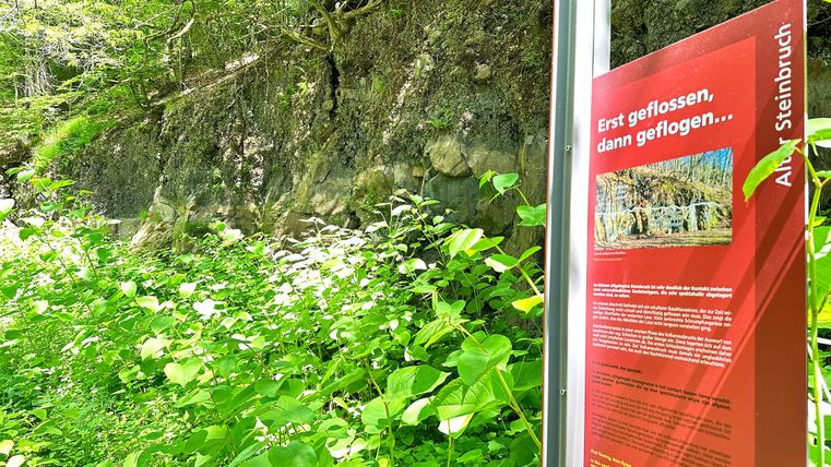 Informationsschild im Wald am Steinbruch mit Text über geologische Formationen.