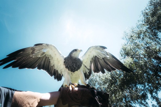 Raubvogel in der Greifvogelstation Hellenthal, © Johannes Höhn