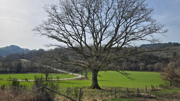 Ein großer, kahler Baum steht auf einer grünen Wiese. Im Hintergrund sind sanfte Hügel und ein klarer Himmel zu sehen.