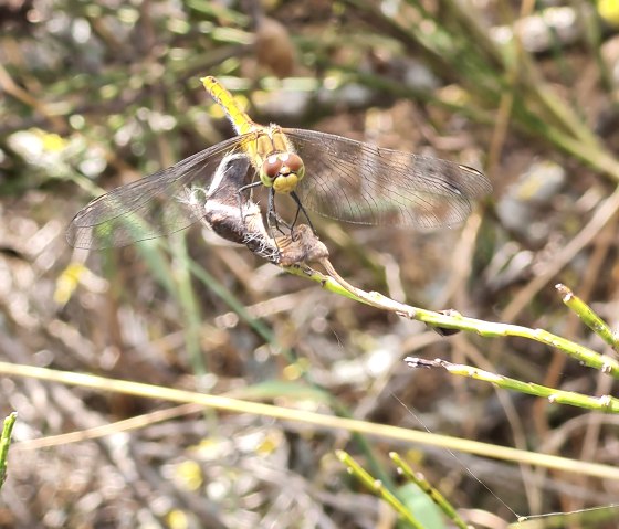 Libellule sur le Pulvermaar