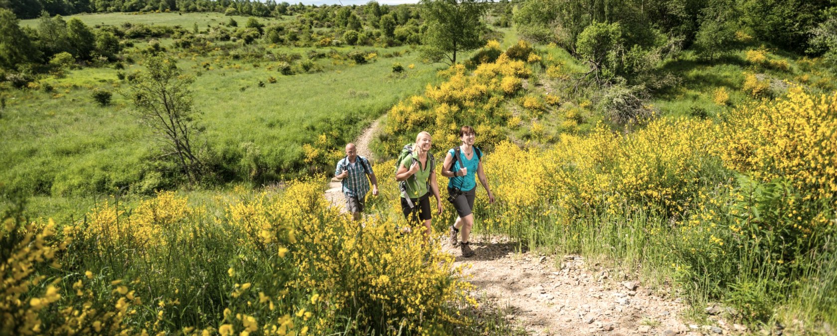 Wanderung entlang von Ginsterbüschen, © Dominik Ketz - Stadt Schleide