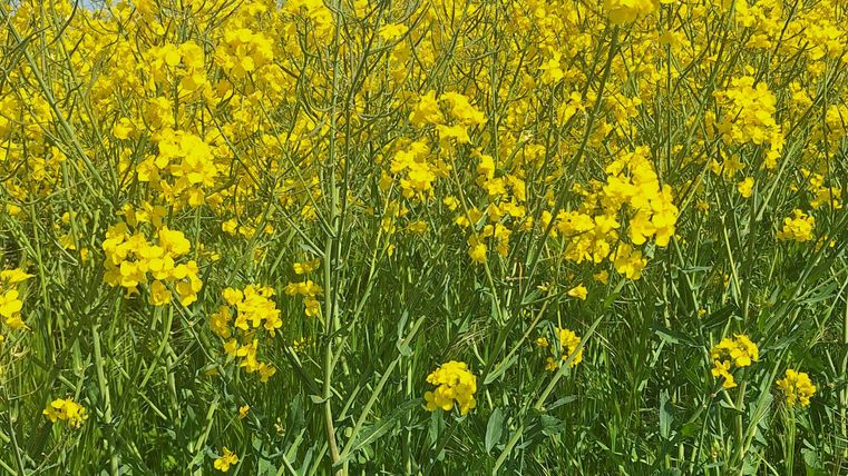 Ein Feld mit leuchtend gelben Rapsblüten unter einem blauen Himmel. Die Pflanzen stehen dicht und wirken frisch und lebendig.