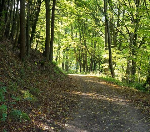 In der Mitte ein Waldweg, an den Seiten zahlreiche Bäume. Einige sichtbare Sonnenstrahlen 