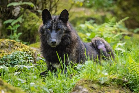 A black wolf lies in the green grass among stones and plants. Its gaze is attentive and focused.