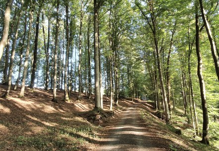 A forest path in the Echtersbach valley, surrounded by tall, sparse trees and sunlight filtering through the leaves., © TI Bitburger Land, Steffi Wagner