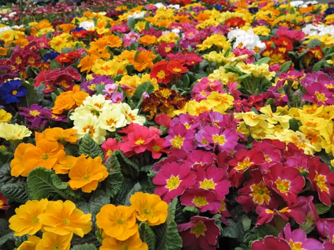 A colorful flower field with many primroses in various colors. The colors range from yellow to orange to pink and blue.