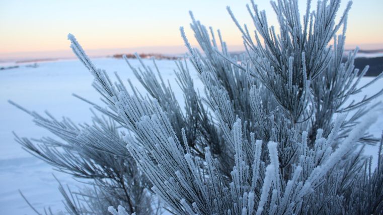 A frost-covered plant stands in the snow. The sky has a gentle gradient at sunrise.