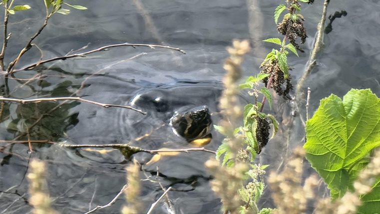 A tranquil pond with plants along the shore. The water is clear and reflects the surroundings.