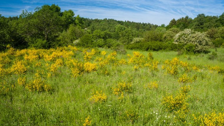 Flowering broom bushes on a green meadow under a blue sky.