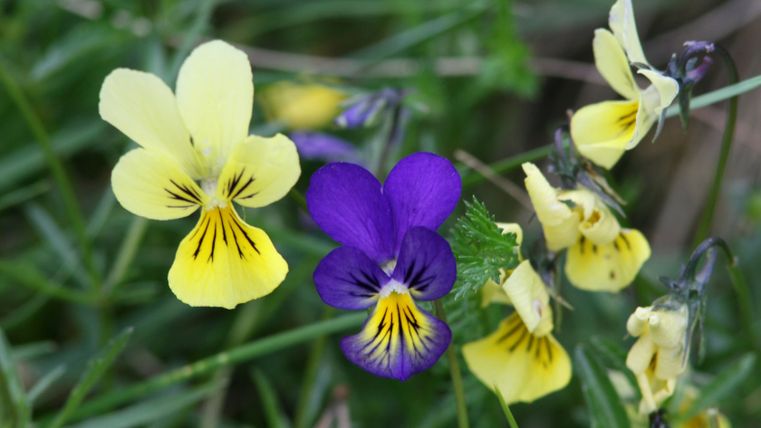 Gros plan sur des violettes à galles jaunes et violettes dans une prairie.