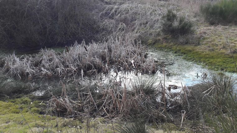 Un étang asséché avec des plantes sèches et des végétaux ressemblant à des roseaux. À l'arrière-plan, on peut voir quelques lacs verts.