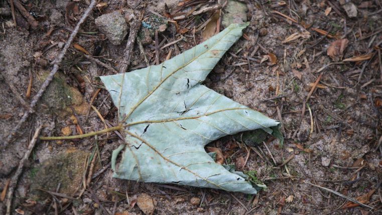 Ein vertrocknetes Blatt auf dem Waldboden, das einer Krone ähnelt.