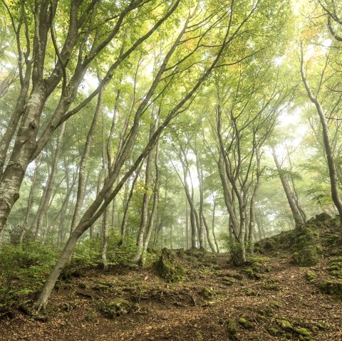 Forêt, © Eifel Tourismus GmbH- Dominik Ketz