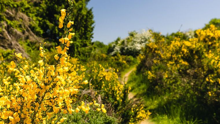 Ein schöner Wanderweg, umgeben von gelben Blüten und grünen Sträuchern. Der Himmel ist klar und blau.