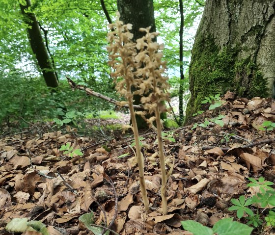 Orchidée Pulvermaar