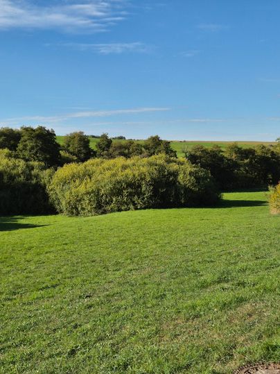 Eine grüne Wiese mit Sträuchern und Bäumen im Hintergrund. Der Himmel ist blau und klar.