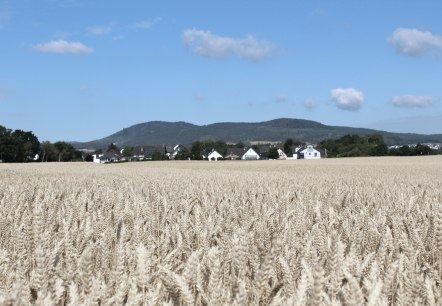 Champs de blé, © VG Pellenz/Manea