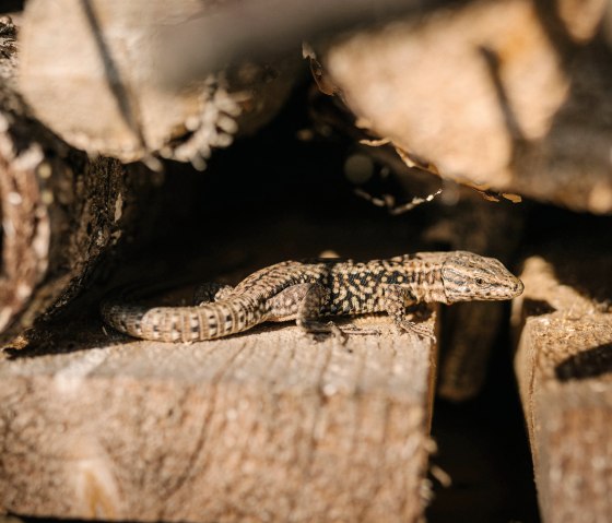 Lézard, © Geissler
