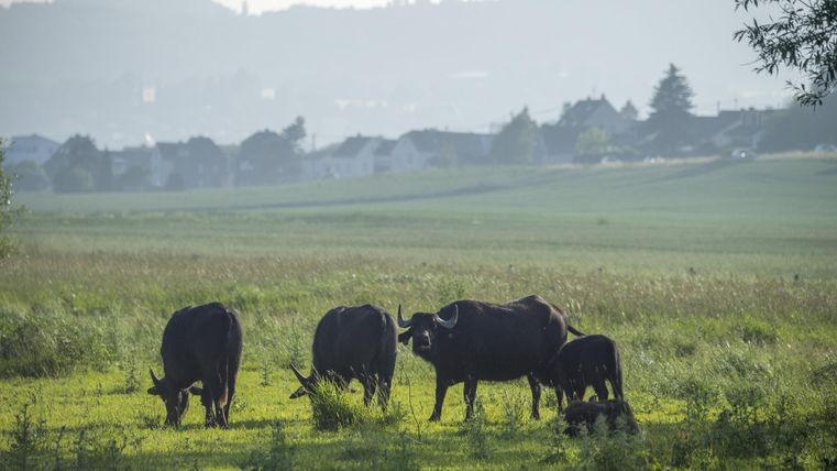 Des buffles paissent dans une prairie verdoyante avec un village en arrière-plan.