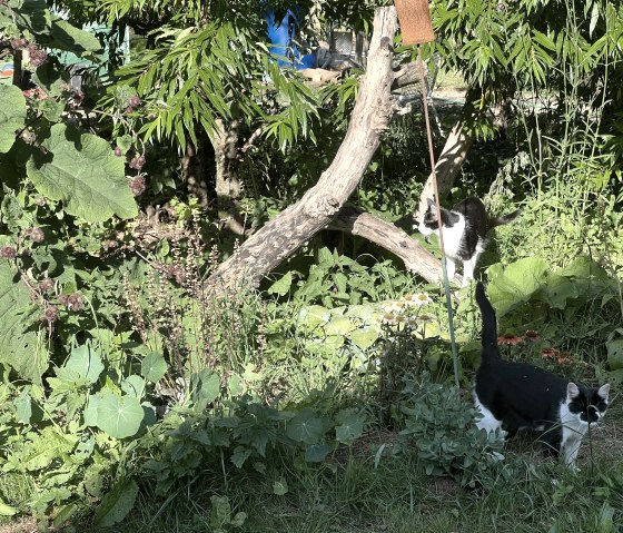 Cats Mira and Merle