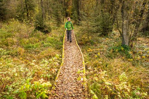 Une personne se promène sur une étroite passerelle en bois à travers une forêt automnale.