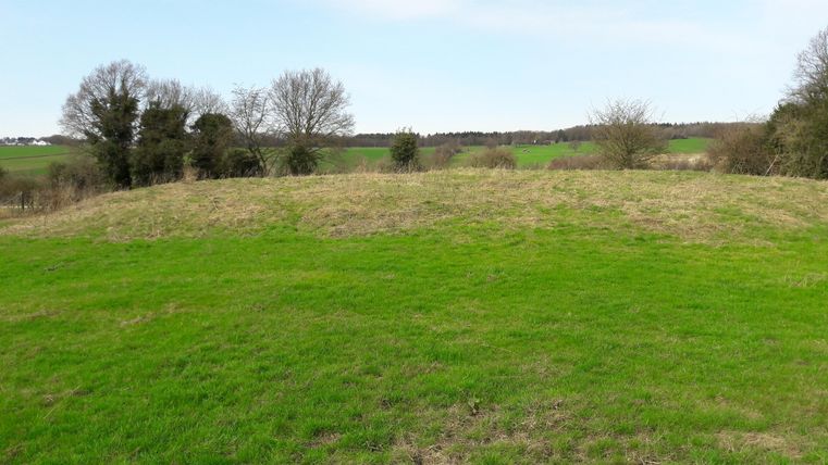 Une prairie verte avec des collines douces et quelques arbres au fond. Le ciel est clair et bleu.