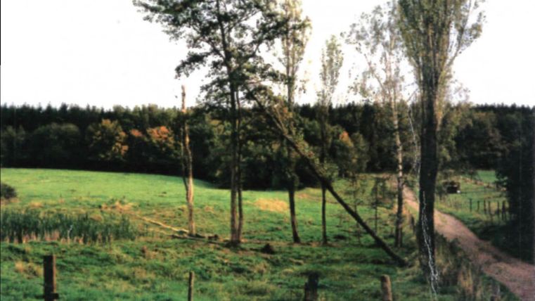 Une prairie verte avec quelques arbres et un chemin non pavé. À l'arrière-plan, on peut voir d'autres arbres et un ciel calme.