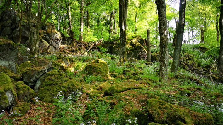 Moss-covered stones in the forest with trees and green vegetation.