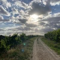 Een grindpad loopt door wijngaarden onder een bewolkte lucht. De zon schijnt door de wolken en creëert een schilderachtig landschap.