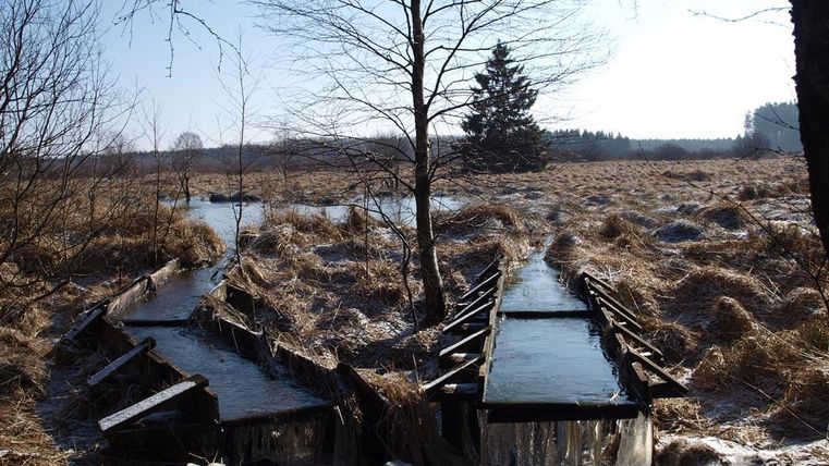 Ein friedliches Moor mit gefrorenem Wasser und kahlen Bäumen. Im Hintergrund sind vereinzelte Nadelbäume zu sehen.