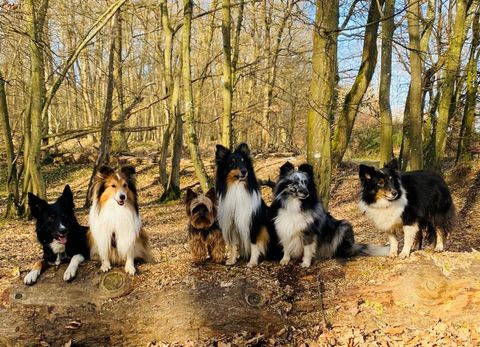 Zes honden staan op een boomstam in het bos. Ze zijn in verschillende kleuren en maten en genieten van de natuur.