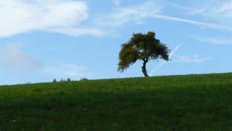 Een enkele boom staat op een groene heuvel onder een blauwe lucht met witte wolken.