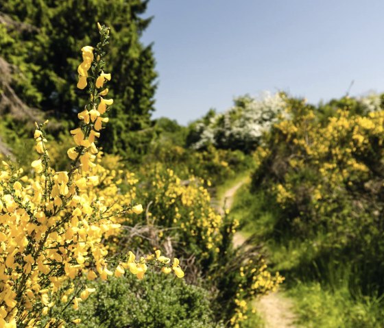 Ginsterblüte, © Frank Wiesen