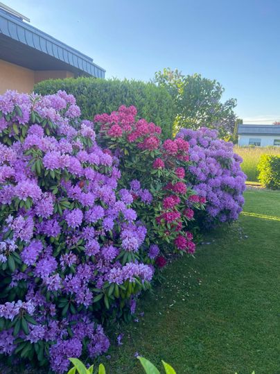 Colorful rhododendrons in various shades of purple and red bloom abundantly in the garden. The lawn is green and the sun shines on the plants.