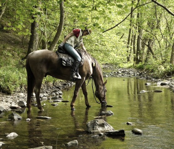 Horseback ride