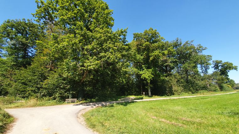 A path with a bench at a fork in the road, surrounded by trees and meadows under a blue sky.