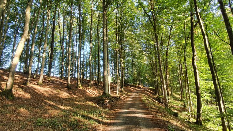 Un chemin forestier traverse une forêt de feuillus clairsemée avec de grands arbres et la lumière du soleil qui brille à travers les feuilles.