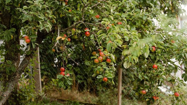 Un pommier avec des pommes rouges et mûres. Les feuilles vertes entourent les fruits et donnent à la scène une ambiance fraîche.
