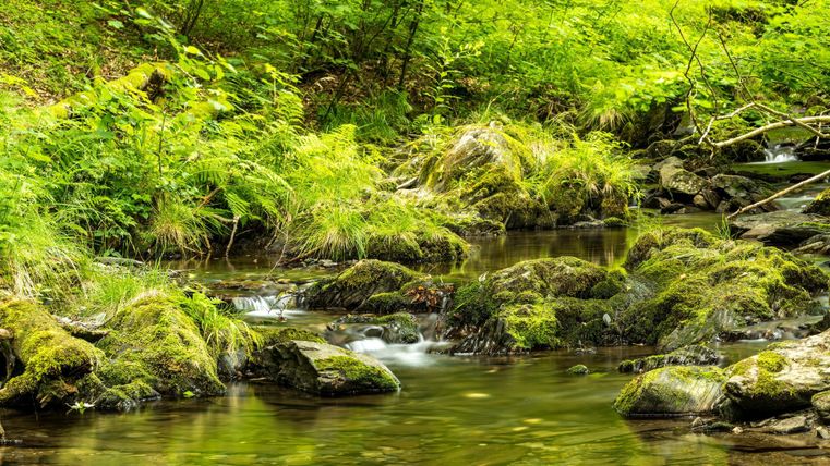 A clear stream flows through a green forest landscape. Various plants and grasses grow around the stream.