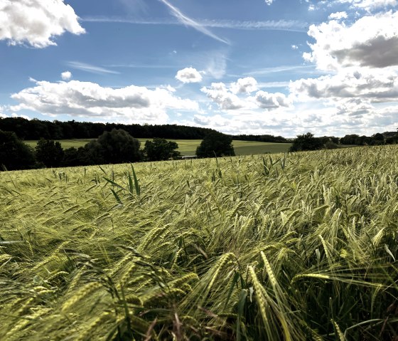 Grünes Getreidefeld unter blauem Himmel mit weißen Wolken, umgeben von Bäumen in der Ferne., © TI Bitburger Land