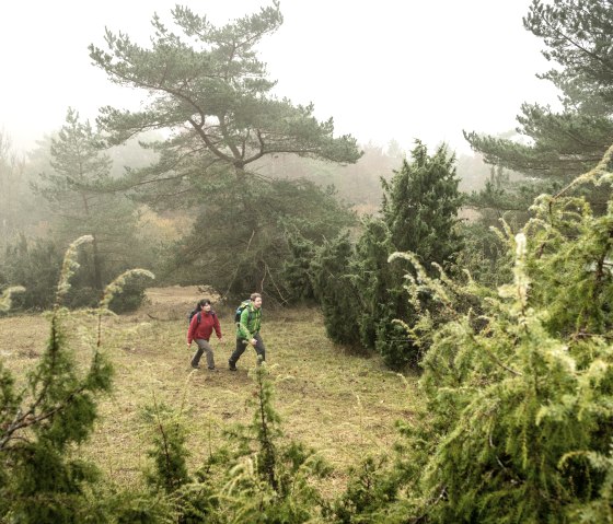 Wandelen door jeneverbesstruiken op het Schneifelpad, Schönecker Schweiz, © Eifel Tourismus GmbH, D. Ketz