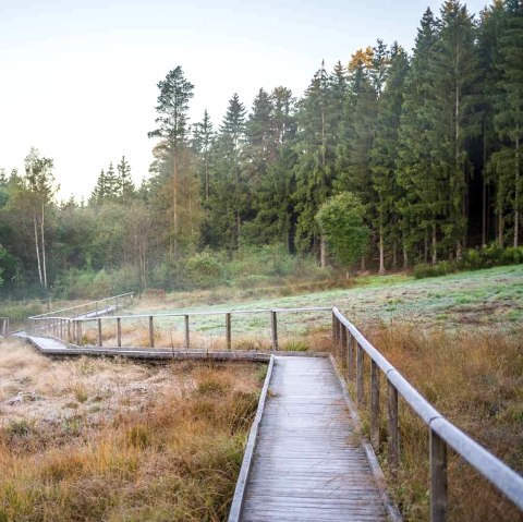 EifelSchleife veenpad, loopbrug door het veen, © Nordeifel Tourismus GmbH, Paul Meixner