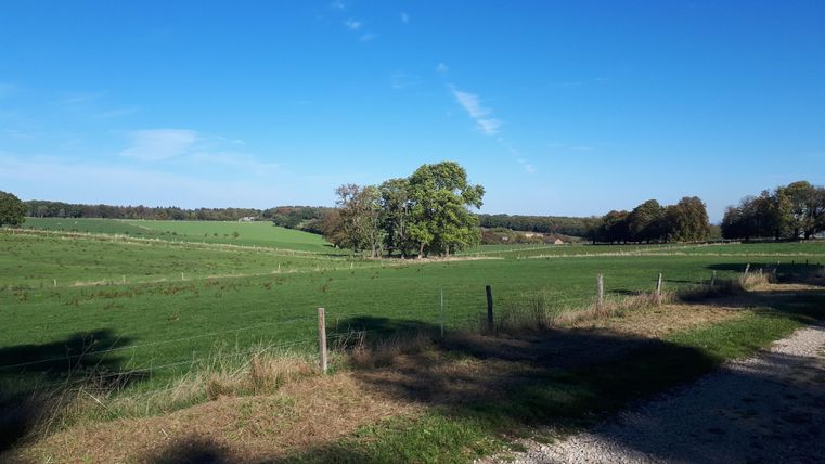 A wide green meadow under a clear blue sky. Some trees border the landscape and a path runs through the picture.