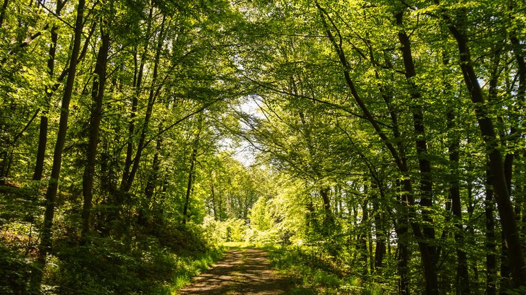 Forest path in summer