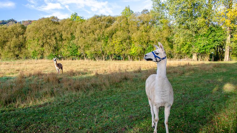 Deux lamas dans une prairie devant une forêt.