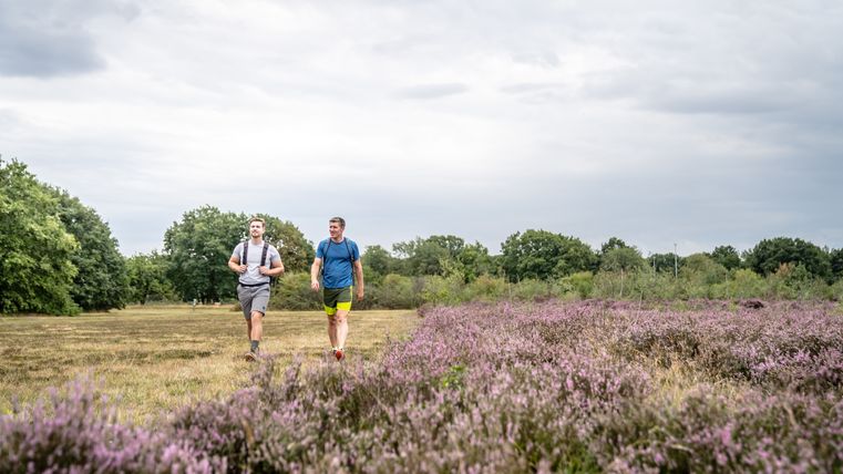 Zwei Wanderer gehen durch eine Heidelandschaft