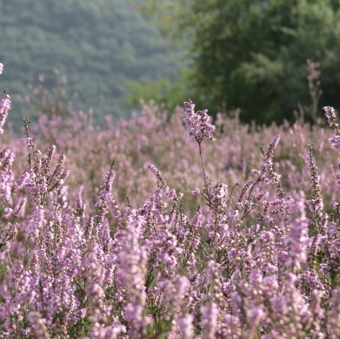 Bruyère à genévrier, © VG Vordereifel
