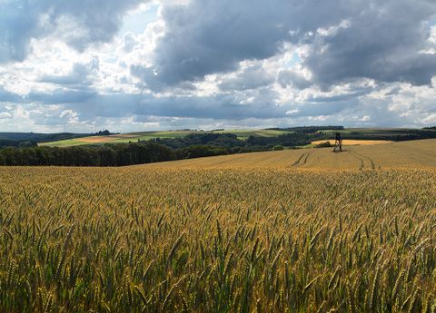 Wheat field with raised hide under a cloudy sky.